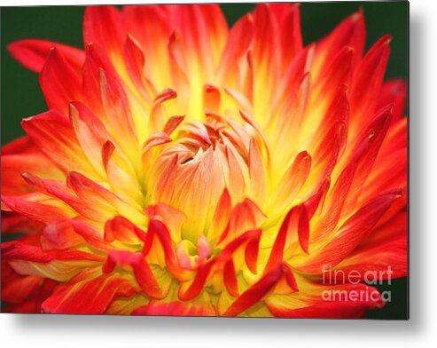 Flower Metal Print featuring the photograph Img 0023 Flor En Rojo Detalle by Francisco Pulido