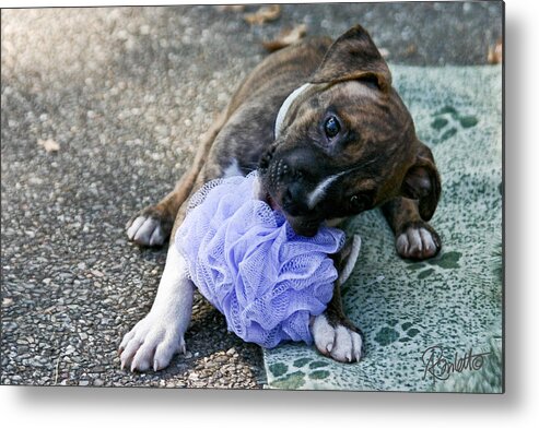 Pup Metal Print featuring the photograph Imma Git U  Pit Bull Pup by Ann Ranlett