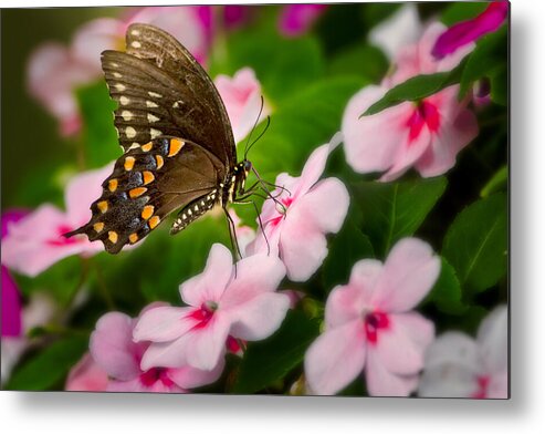 Butterfly Metal Print featuring the photograph Impatient Swallowtail by Bill Wakeley