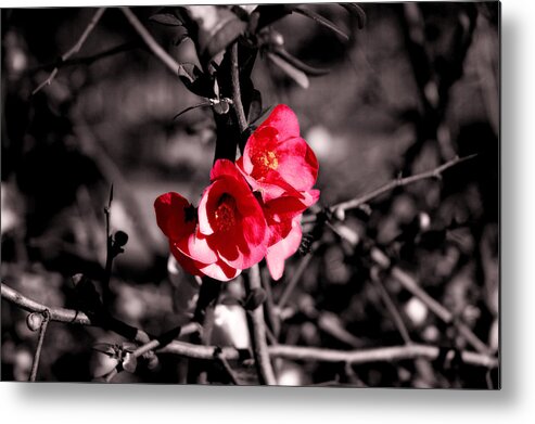 Red Metal Print featuring the photograph In black and white? by AM FineArtPrints