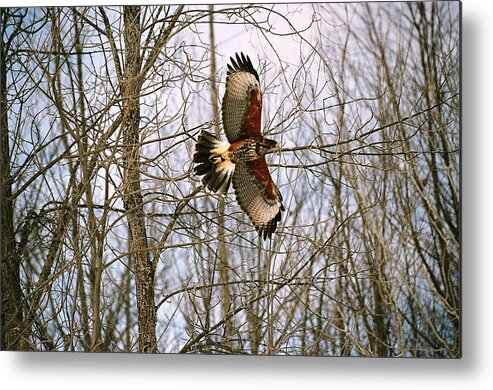 Hawk Metal Print featuring the photograph In Flight by David Porteus