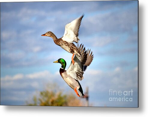 Duck Metal Print featuring the photograph In-Flight by Deb Halloran