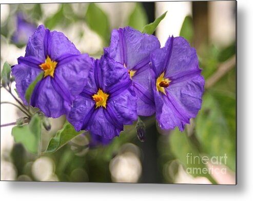 Floral Metal Print featuring the photograph In Harmony by Mary Lou Chmura