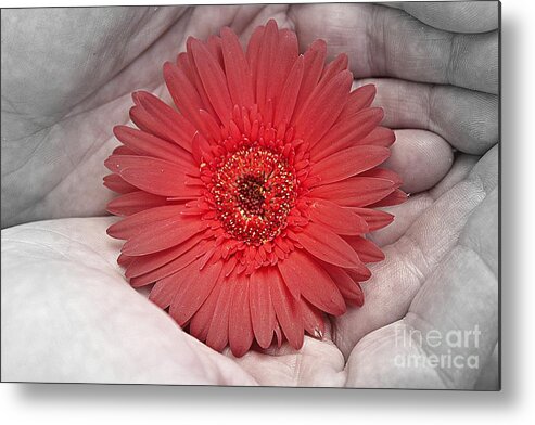 Gerbera Metal Print featuring the photograph In Strong Hands by Clare Bevan