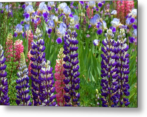 Flowers Photograph; Lupine Canvas Print Metal Print featuring the photograph Below the Evergreen Dam by Jim Garrison