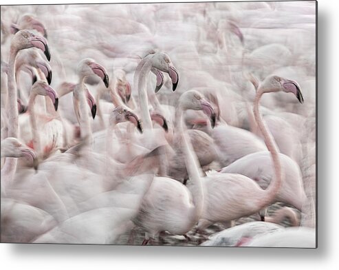 Flamingos Metal Print featuring the photograph In The Pink Transhumance by Martine Benezech