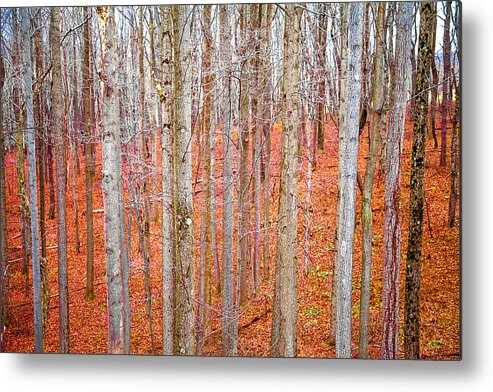 Autumn Leaves Metal Print featuring the photograph In The Sticks by April Reppucci