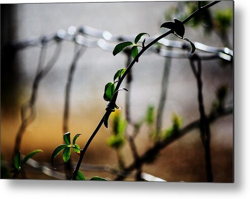 Wire Metal Print featuring the photograph In the wire by Jessica S