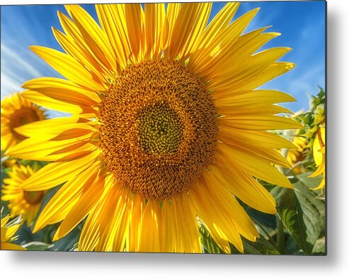 Colby Farm Metal Print featuring the photograph In Your Face Sunny by Sylvia J Zarco