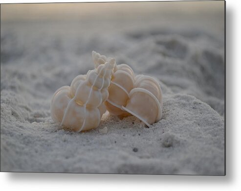 Seashells Metal Print featuring the photograph In Your Light by Melanie Moraga