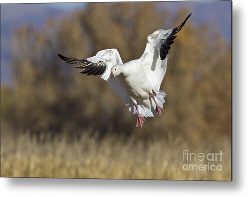 Bird Metal Print featuring the photograph Incoming Snow goose by Bryan Keil