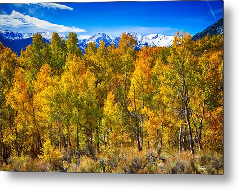 Snow Metal Print featuring the photograph Independence Pass Autumn Colors by James BO Insogna