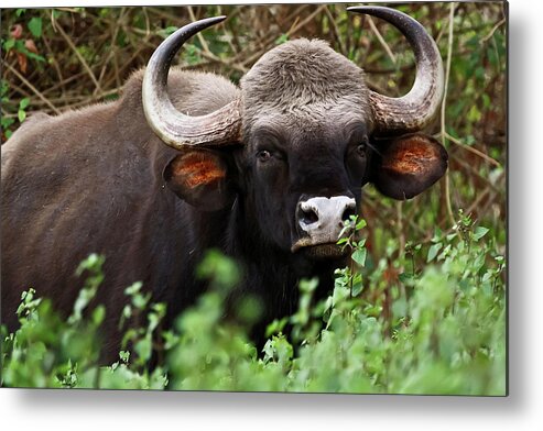 Horned Metal Print featuring the photograph Indian Bison by Nitina Palaniswamy Photography