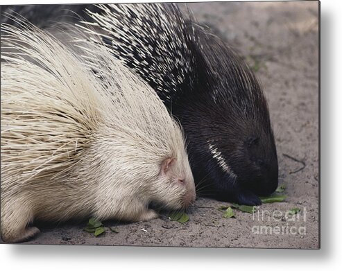 Nature Metal Print featuring the photograph Indian-crested Porcupines Normal by Tom McHugh