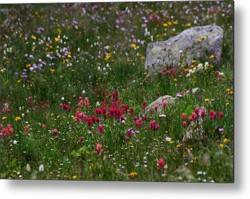 Landscapes Metal Print featuring the photograph Indian Paintbrush II by Ronda Kimbrow