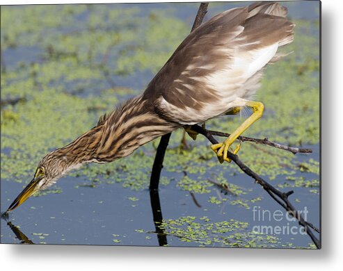 Pond Heron Metal Print featuring the photograph Indian Pond Heron by William H. Mullins