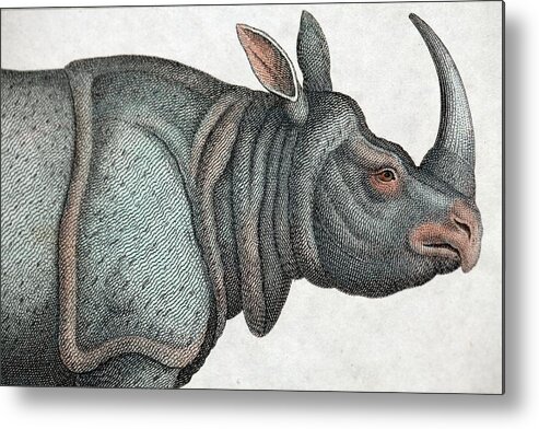 Copperplate Metal Print featuring the photograph Indian Rhinoceros by Paul D Stewart