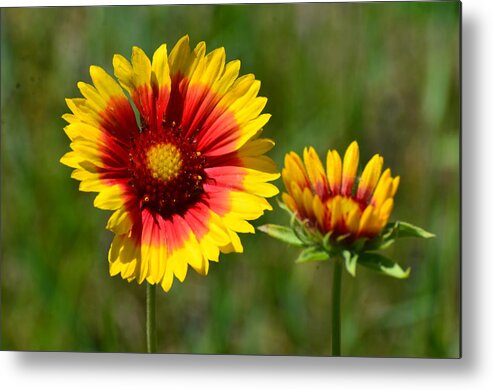 Walgreens Rose/wild Iris Jpg. 325indianblanket Flower Metal Print featuring the photograph Indianblanket Flower by Chris Tennis