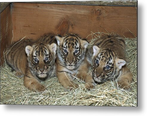 Feb0514 Metal Print featuring the photograph Indochinese Tiger Cubs In Sleeping Box by San Diego Zoo