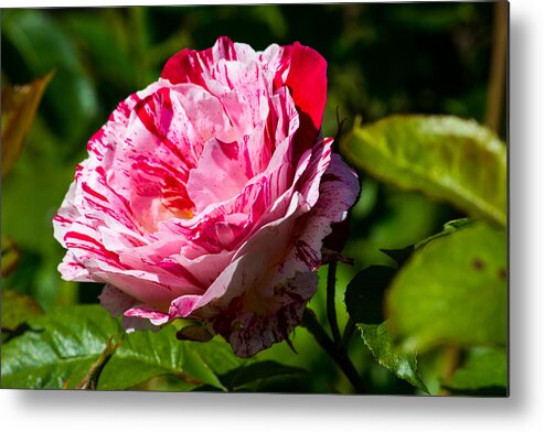 Red Rose Metal Print featuring the photograph Innocent Love by Tikvah's Hope
