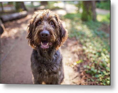 Pets Metal Print featuring the photograph Inquisitive Dog Outdoors by Purple Collar Pet Photography