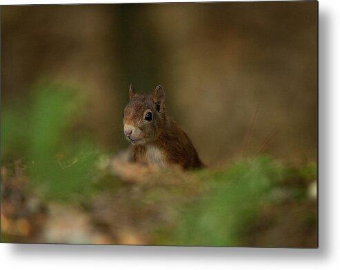 Redsquirrel Metal Print featuring the photograph Inquisitive Red Squirrel by Paul Scoullar