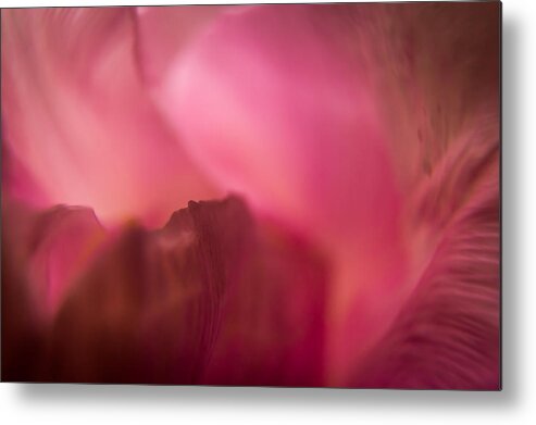 Jay Stockhaus Metal Print featuring the photograph Inside the Flower by Jay Stockhaus