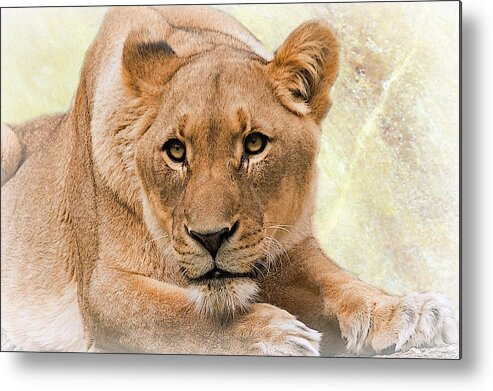Lion Metal Print featuring the photograph Interest by Christine Sponchia