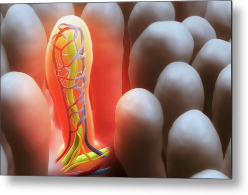 Villus Metal Print featuring the photograph Intestinal Villi by Scientificanimations.com / Science Photo Library