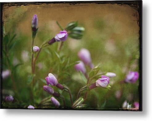 Pink Flowers Metal Print featuring the photograph Into The Garden by Michael Eingle