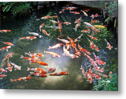 Japanese Koi Carp Metal Print featuring the photograph Into the light by Scott Carruthers