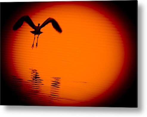 Blue Heron Metal Print featuring the photograph Into The Sunset by Barbara Dean