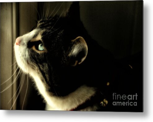 Cat Metal Print featuring the photograph Intrigued by Shari Nees