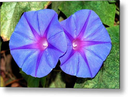 Morning Glory Metal Print featuring the photograph Ipomoea Purple Flowers by Taiche Acrylic Art