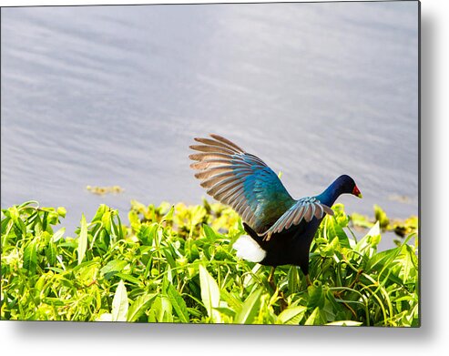 Art Metal Print featuring the photograph Iridescent color of Purple Gallinule by Ellie Teramoto