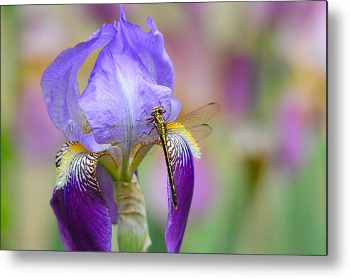 Iris Germanica Metal Print featuring the photograph Iris and the Dragonfly 6 by Jai Johnson