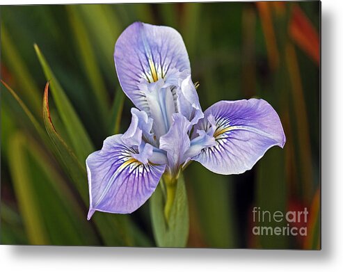 Kate Brown Metal Print featuring the photograph Iris by Kate Brown