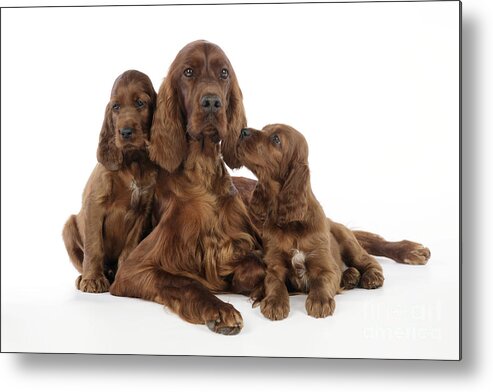 Dog Metal Print featuring the photograph Irish Setter Puppies With Mother by John Daniels