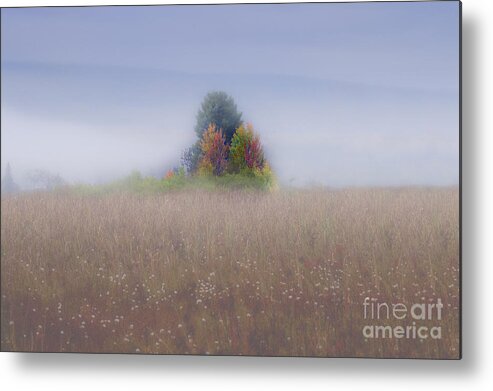 Fog Metal Print featuring the photograph Island of color in sea of fog by Dan Friend