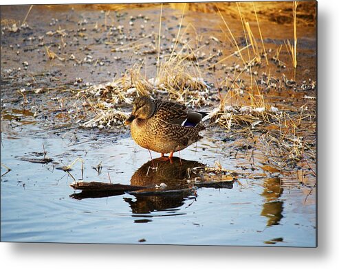 Mallard Duck Metal Print featuring the photograph Isolated by Kevin Bone