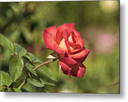 Aroma Metal Print featuring the photograph Isolated Rose in Sunlight by James L Davidson