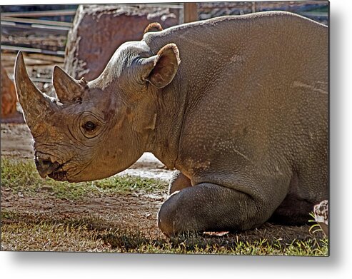 #black Rhino Metal Print featuring the photograph Its my horn not your medicine by Miroslava Jurcik