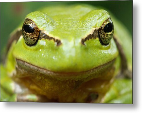 Adult Metal Print featuring the photograph It's Not Easy Being Green _ Tree Frog Portrait by Roeselien Raimond