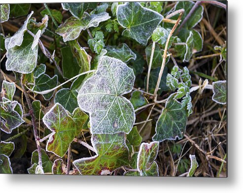 Ivy Metal Print featuring the photograph Ivy leaves by Spikey Mouse Photography