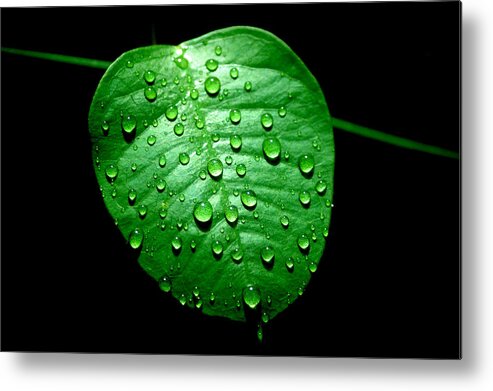 Leaf Metal Print featuring the photograph Ivy Rain by David Weeks