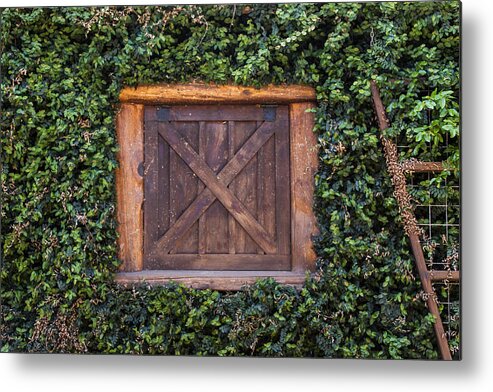 Landscapes Metal Print featuring the photograph Ivy Wall by Amber Kresge