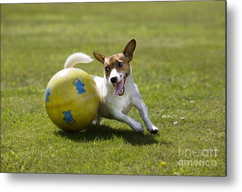 Jack Russell Metal Print featuring the photograph Jack Russell Terrier Plays With Ball by Johan De Meester