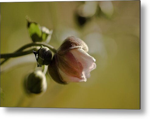 japanese Anemones Metal Print featuring the photograph Japanese Anemone Bud by Melinda Dreyer