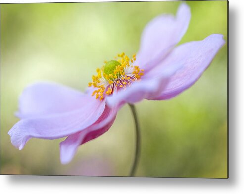Anemone Metal Print featuring the photograph Japanese Anemone by Mandy Disher