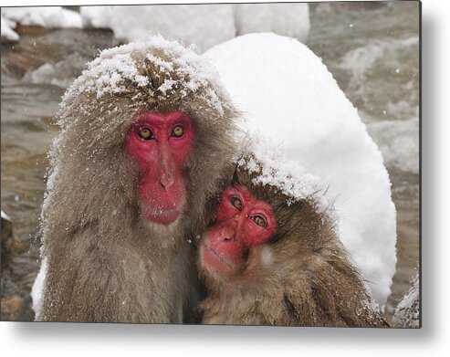 Thomas Marent Metal Print featuring the photograph Japanese Macaque Pair Jigokudani Nagano by Thomas Marent